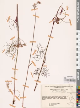 MAG 0018190