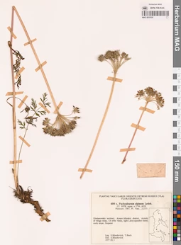 MAG 0018191