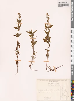 MAG 0018210