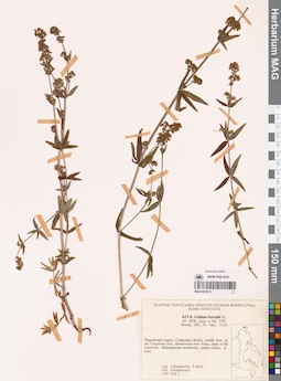 MAG 0018211