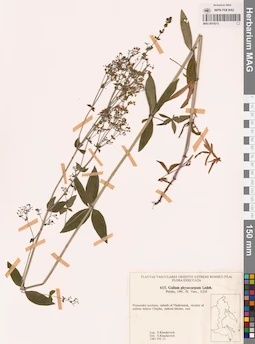 MAG 0018213