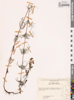 MAG 0018215