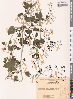 MAG 0018216