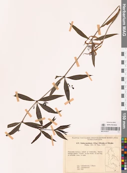 MAG 0018217