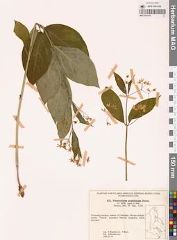MAG 0018219