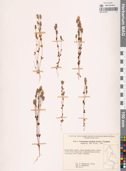 MAG 0018220