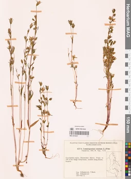 MAG 0018223