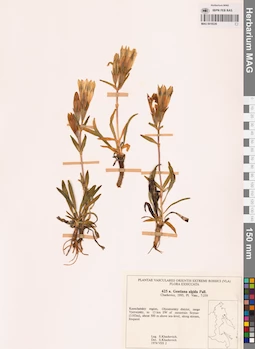 MAG 0018226