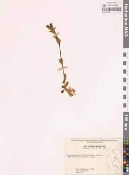 MAG 0018229