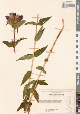 MAG 0018233