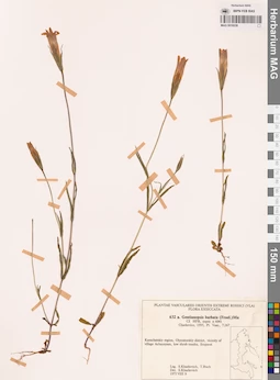 MAG 0018239