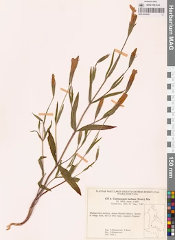 MAG 0018240