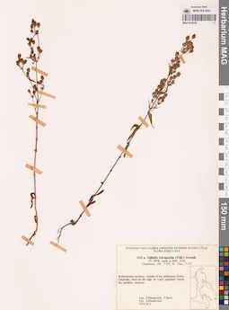 MAG 0018242
