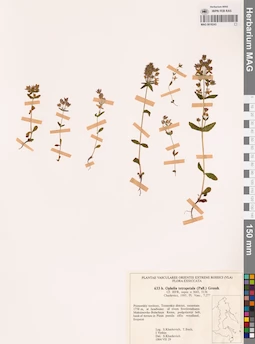 MAG 0018243