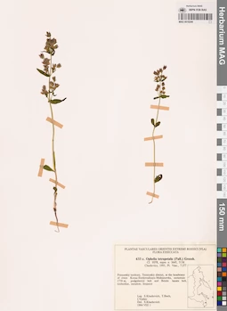 MAG 0018244