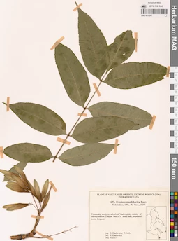 MAG 0018247