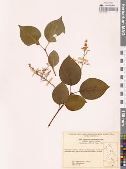 MAG 0018248