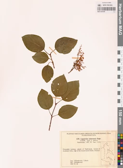 MAG 0018249