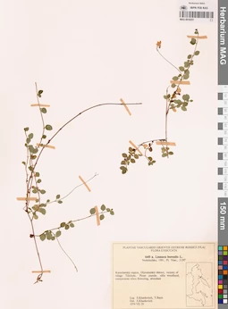 MAG 0018251