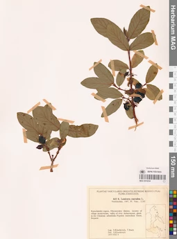 MAG 0018254