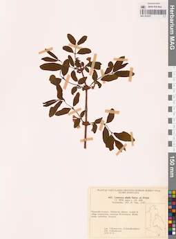 MAG 0018257