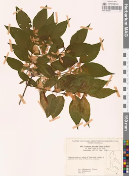 MAG 0018258