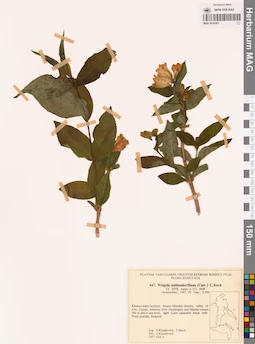MAG 0018261