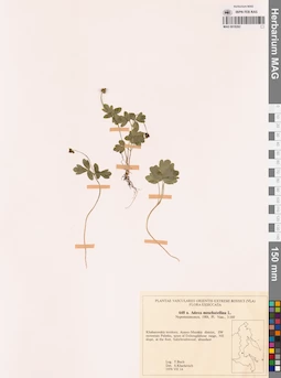 MAG 0018262