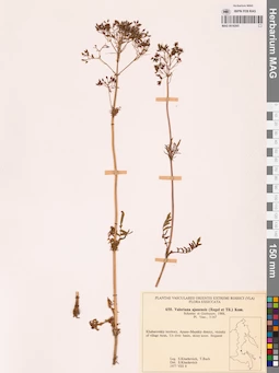 MAG 0018265