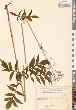 MAG 0018266