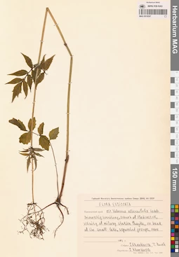 MAG 0018267