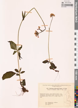 MAG 0018268