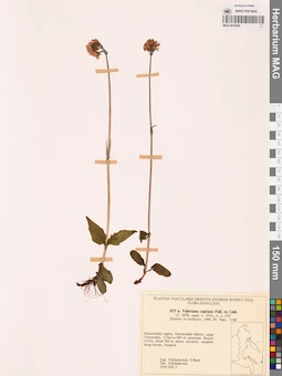 MAG 0018269