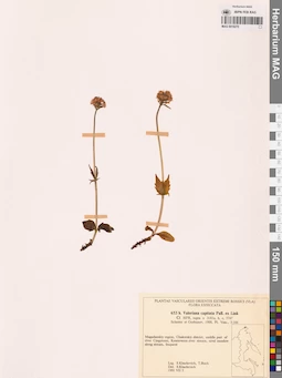 MAG 0018270