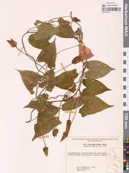 MAG 0018272