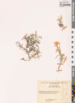 MAG 0018273