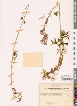 MAG 0018276