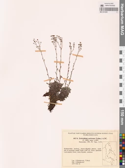MAG 0018282