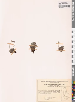 MAG 0018284