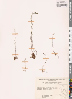 MAG 0018287