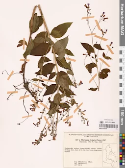 MAG 0018290
