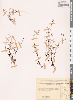 MAG 0018294