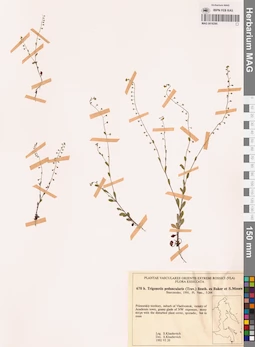 MAG 0018295