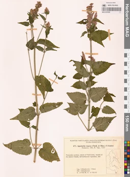 MAG 0018296