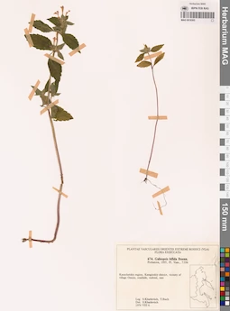 MAG 0018303