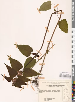 MAG 0018304