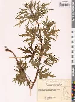 MAG 0018305