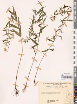 MAG 0018307