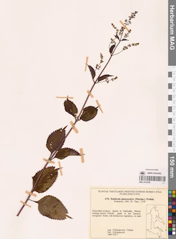 MAG 0018308