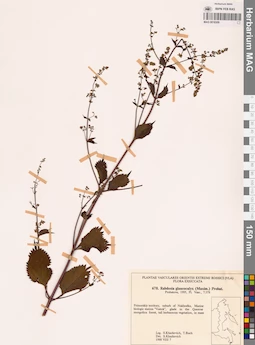 MAG 0018309